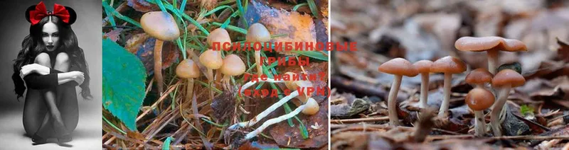 Псилоцибиновые грибы MAGIC MUSHROOMS  Москва 